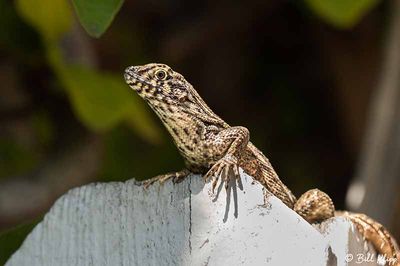 Curly-Tailed Lizard  33