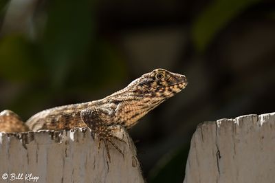 Curly-Tailed Lizard  34
