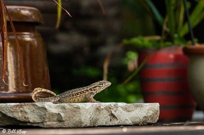 Curly-Tailed Lizard  35
