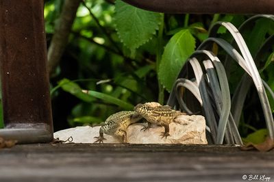 Curly-Tailed Lizard  38