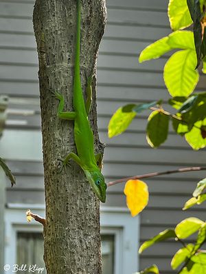 Green Anole  14
