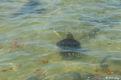 Loggerhead Turtle Release, Higgs Beach  7