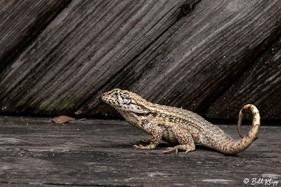 Curly-tailed Lizard   40