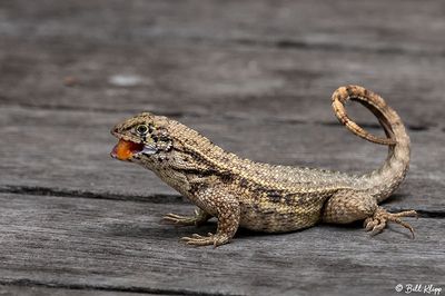 Curly-tailed Lizard   42