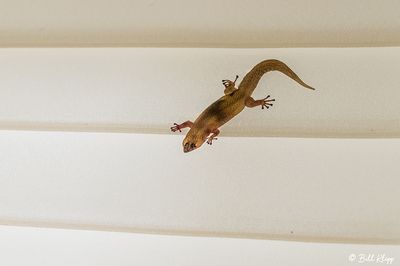 Gecko  3