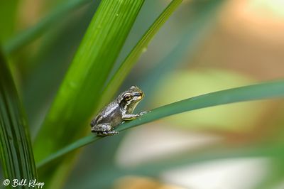 Baby Frog  2