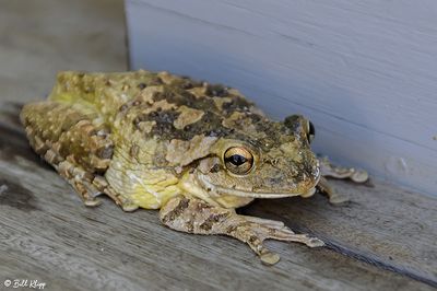 Cuban Tree Frog   8