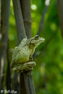Tree Frog  11