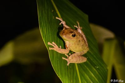 Tree Frog  12