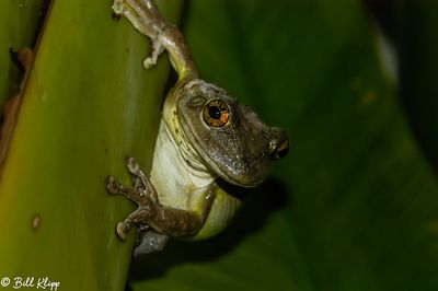 Tree Frog   14