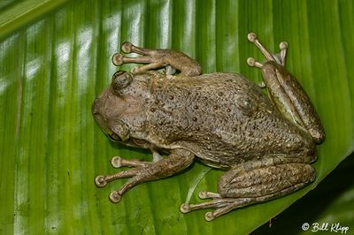 Tree Frog   15