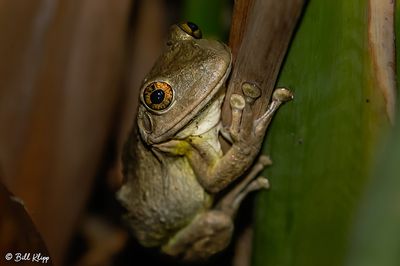 Tree Frog   16