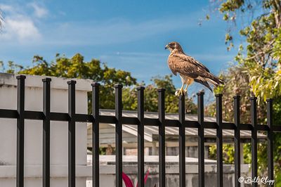Short-tailed Hawk, Key West Cemetery  1
