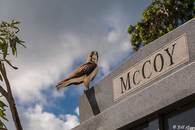 Short-tailed Hawk, Key West Cemetery  2