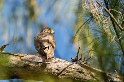 Peregrine Falcon, Fort Zachery Taylor State Park  1