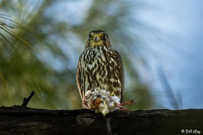Peregrine Falcon, Fort Zachery Taylor State Park   2