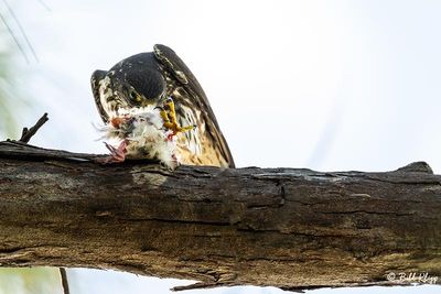 Peregrine Falcon, Fort Zachery Taylor State Park  3