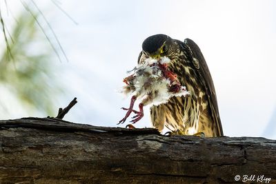 Peregrine Falcon, Fort Zachery Taylor State Park   4