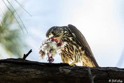 Peregrine Falcon, Fort Zachery Taylor State Park   5