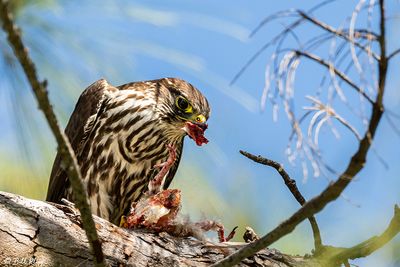 Peregrine Falcon, Fort Zachery Taylor State Park   6