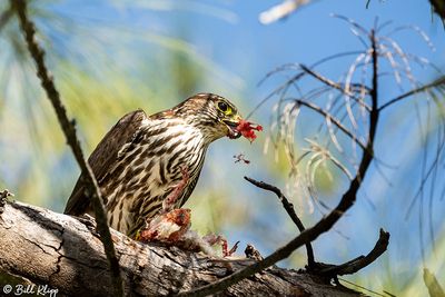 Peregrine Falcon, Fort Zachery Taylor State Park   7