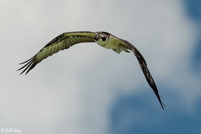Osprey, Marquesas Keys  31