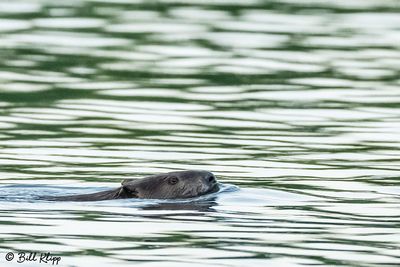 Beaver 91