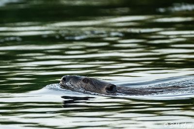Beaver 92