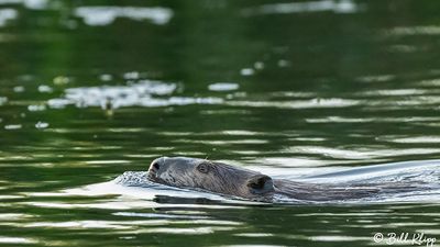 Beaver 93