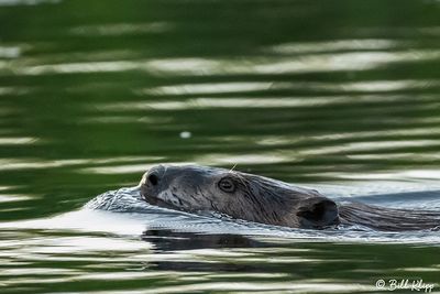 Beaver 94