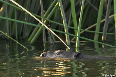 Beaver 95