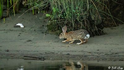 Rabbit 7
