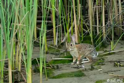 Rabbit 8