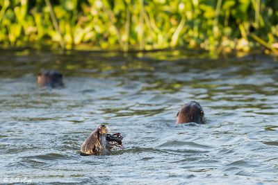 River Otters 115