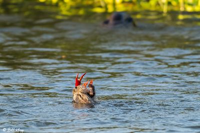 River Otters 116