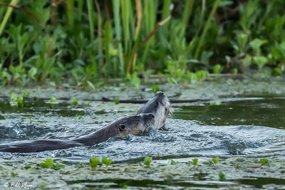 River Otters 117