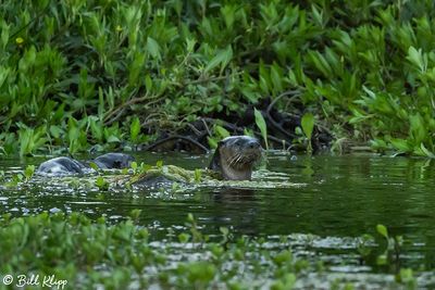 River Otters 118