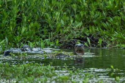 River Otters 119