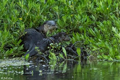 River Otters 120