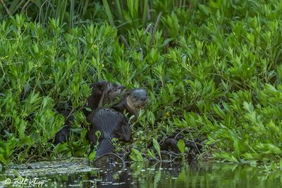 River Otters 121