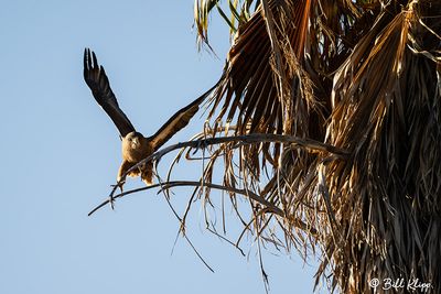 Birds of Prey