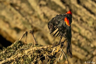 Red Winged Black Bird  11