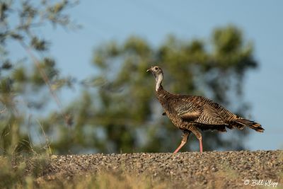 Wild Turkey 18