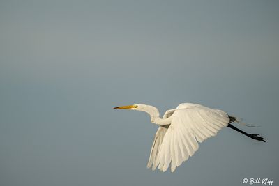Great Egret  24-1
