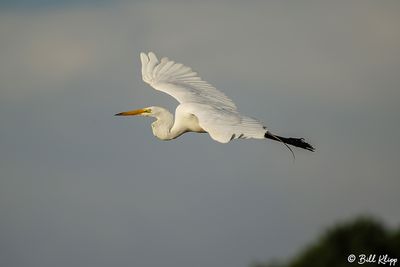 Great Egret  24-2