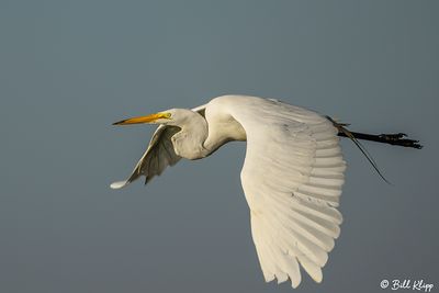 Great Egret  24-3