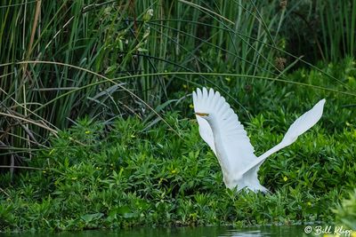 Great Egret  24-4