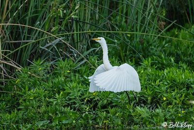Great Egret  24-