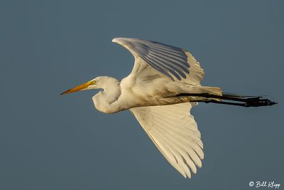 Great Egret  24-6