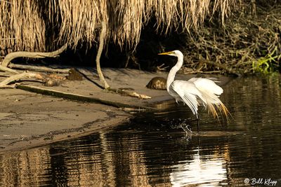 Great Egret  24-7